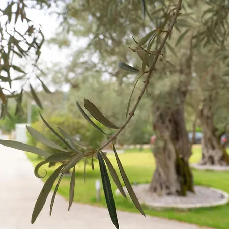 Elaia - & Apartamento Lefkáda